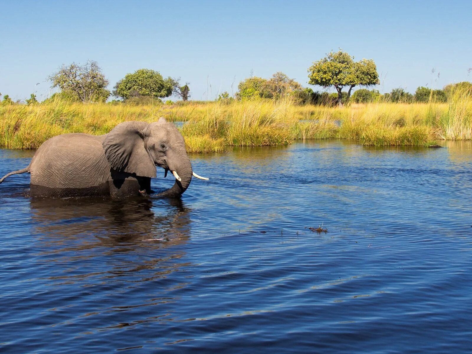Elephant river. Слоны на водопое. Слон река. Слоны в воде. Слон плавает.
