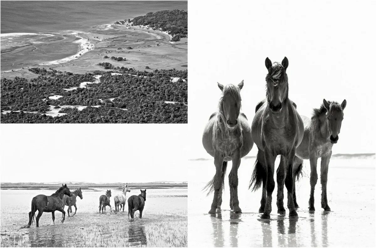 Wild horse islands the hunt. Дикие лошади Камберленд. Wild Horse Islands лошади. Wild Horse Islands пейзаж. Факты о лошадях.