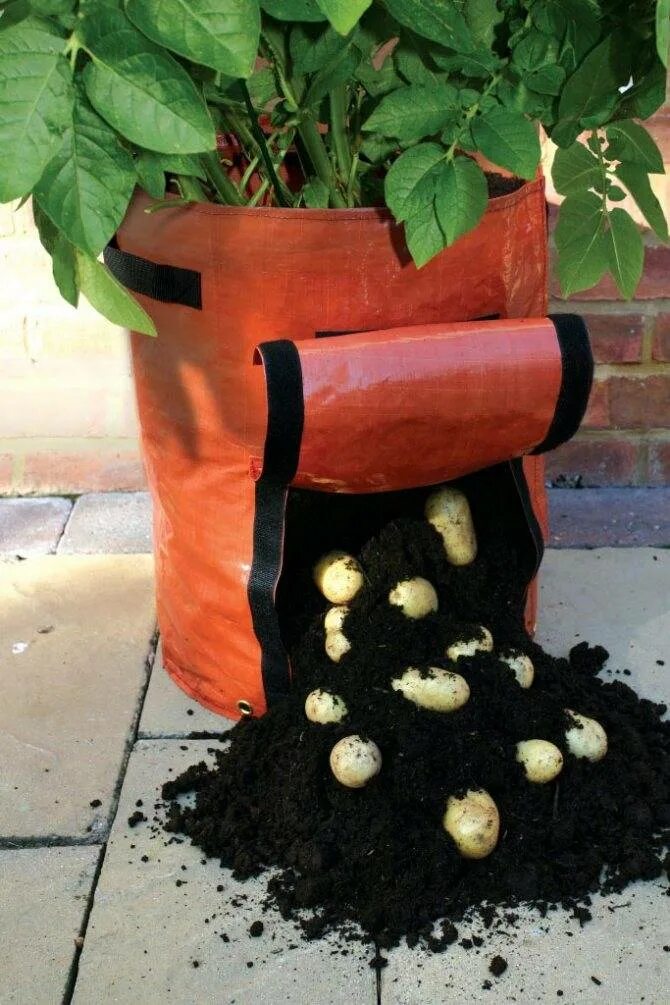 Выращивание картофеля в домашних условиях. Посадка картофеля в мешках. Картофель в мешках. Посадка картошки в мешках. Вырастить картошку в мешке.