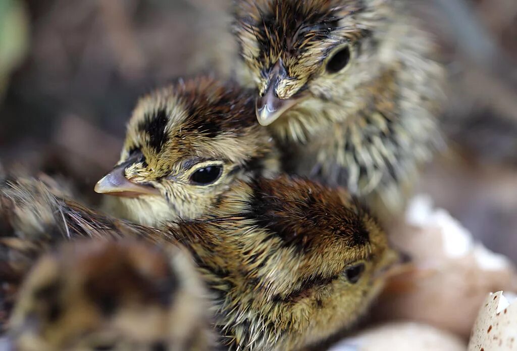 Утка кряква гнездование. 7 птенцов. Бройлеры росс 308 суточные. 7 птенцов. 7 птенцов.