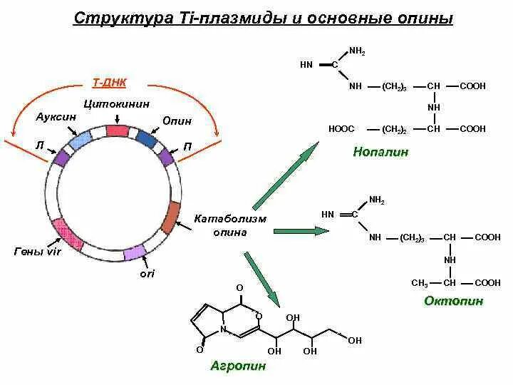 Ti плазмида строение. Структура ti и RI плазмид. Структура ti плазмиды. Строение ti плазмиды. Элементы плазмид