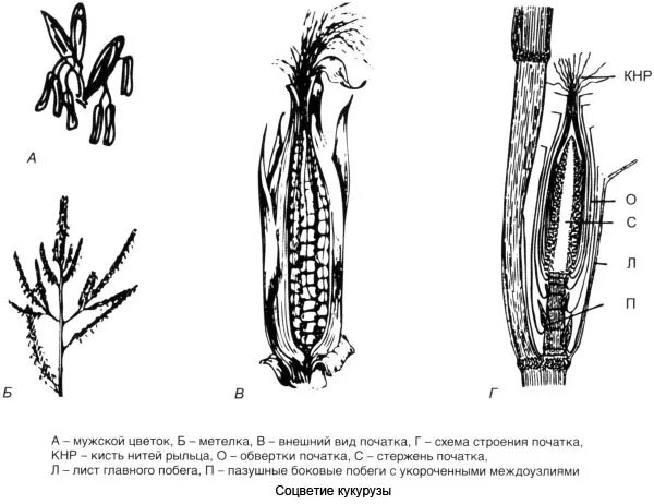 Овес двудольный. Кукуруза соцветие початок. Кукуруза Тип соцветия. Вид соцветия кукурузы. Строение початка кукурузы.