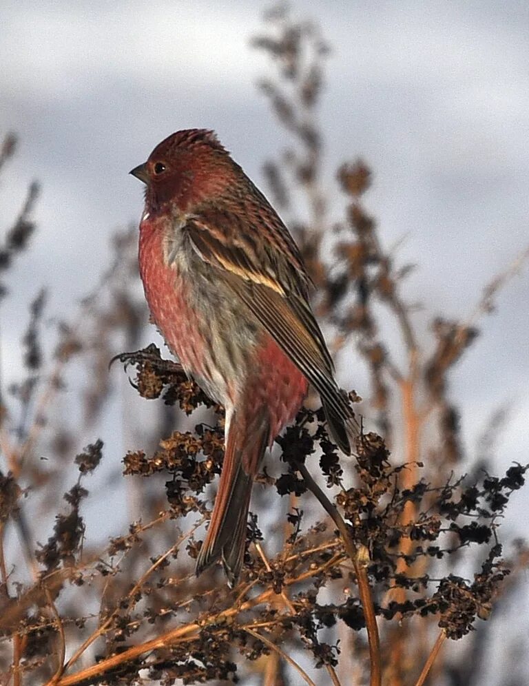 Красная птичка сибирь. Сибирская чечевица Carpodacus roseus. Сибирская чечевица (Carpodacus roseus (Pall.). Урагус гнездо. Чечевица птица в Сибири.