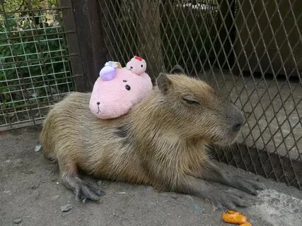 Самый большой грызун капибара