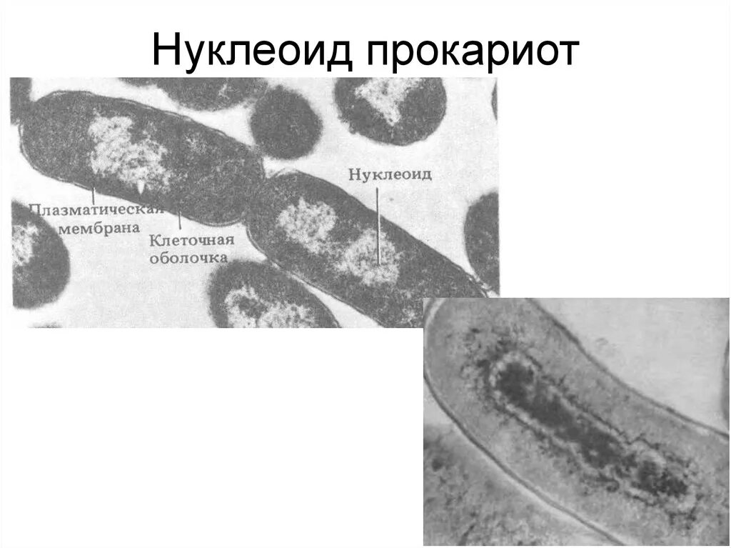 Нуклеоид прокариот