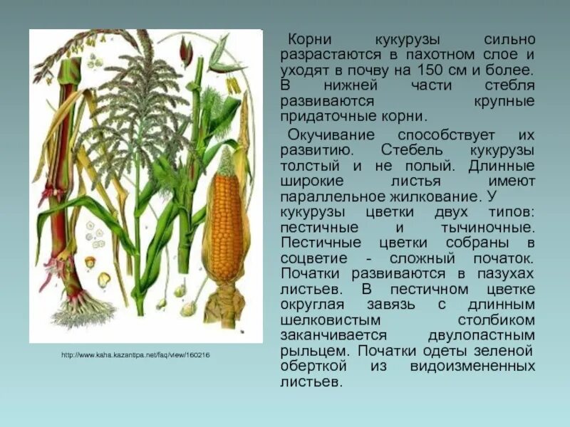 Початок 2. Корень кукурузы. Придаточные корни кукурузы. Строение початка кукурузы. Кукуруза части растения.