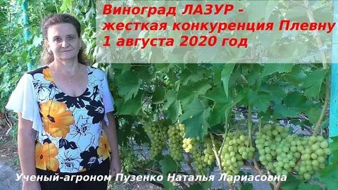 Виноград пузенко