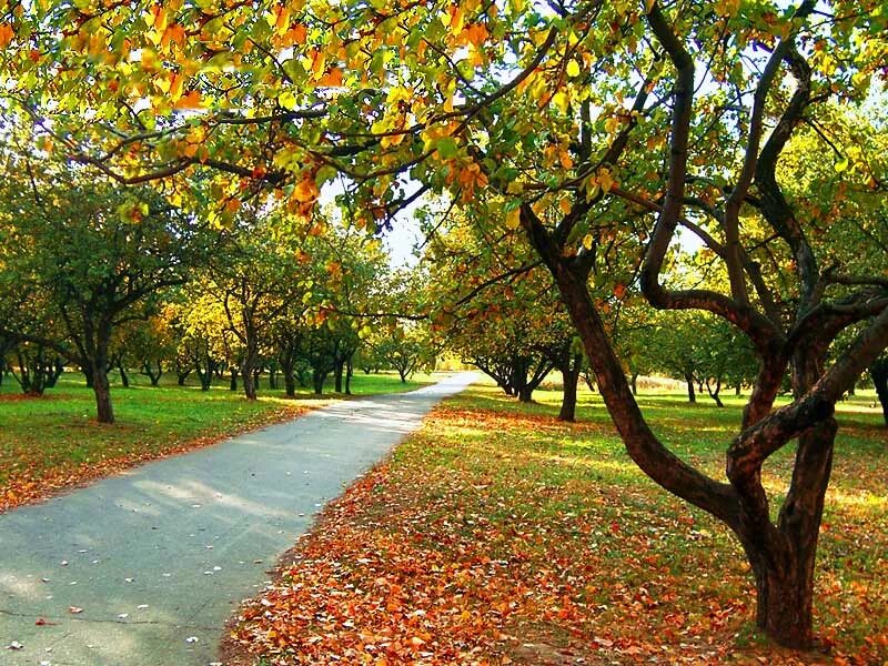 Indian summer. Солнечный осенний день в Москве. Август в городе. Осенний Солнечный двор. Лето осень.