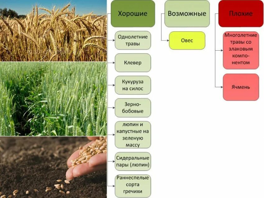 Овес схема. Схема севооборота озимой пшеницы. Севооборот озимой пшеницы ячменя подсолнечника. Севооборот Яровой пшеницы. Предшественники Яровой пшеницы.