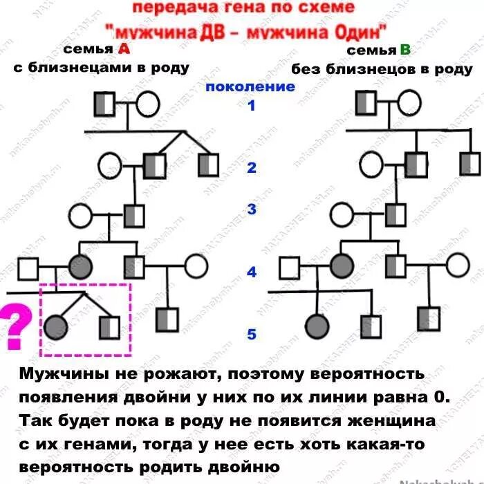 По какой линии передается двойня и Близнецы. Вероятность родить двойню. Вероятность рождения близнецов или двойняшек по наследству. Как передается двойня по наследству.