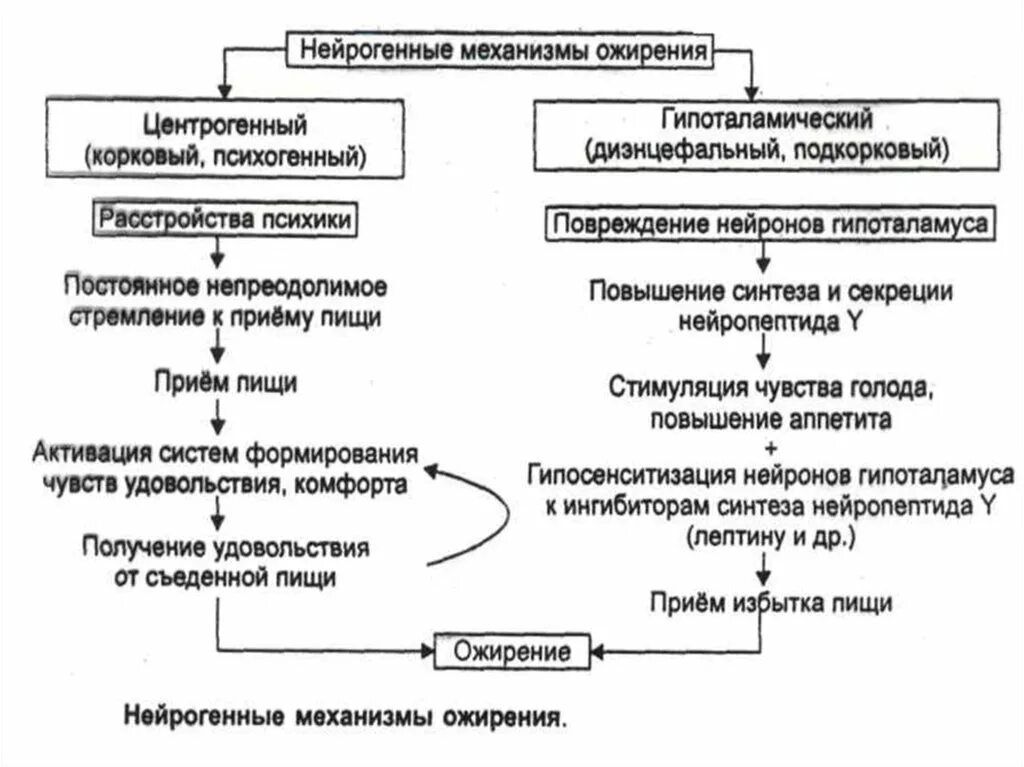 Генез ожирения