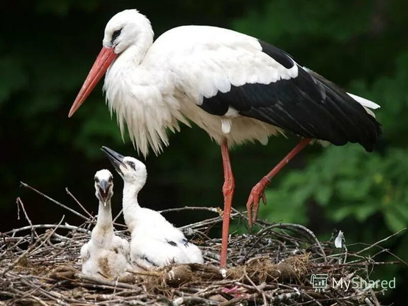 аисты в природе. гнездо аиста. белый аист пензенской области. белый аист с птенцами. белый аист красная книга липецкой области.