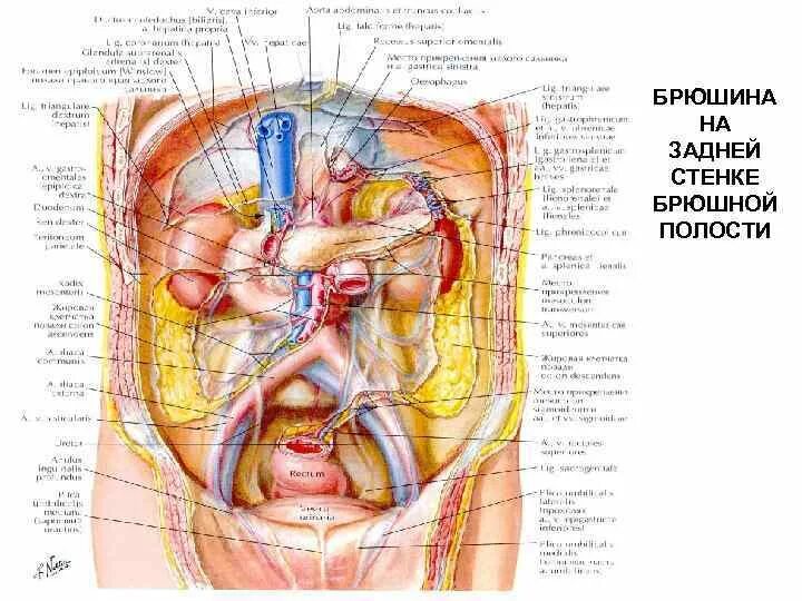 Строение брюшной полости у женщин. Расположение органов брюшной. Внутренние органы брюшной полости. Строение внутренних органов человека брюшная полость.