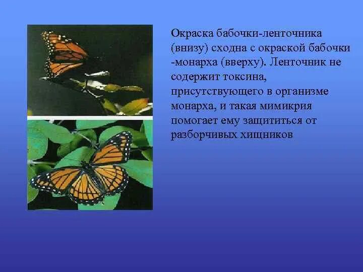 Бабочка ленточник Мимикрия. Бабочка Монарх и ленточник. Бабочка Монарх Мимикрия. Тип окраски ленточника бабочки.