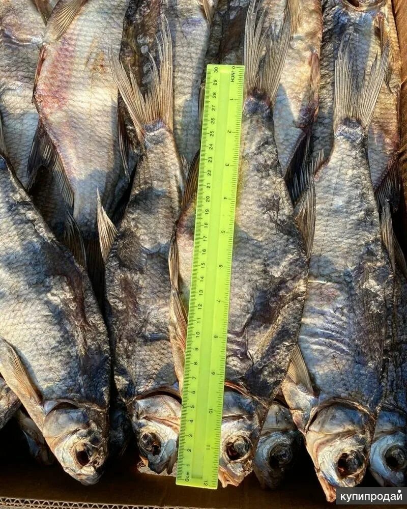 Рыба цена за 1 кг в москве. Кутум рыба сушеная. Кутум рыба вяленая. Рыба Каспийского моря кутум. Кутум сушеный.