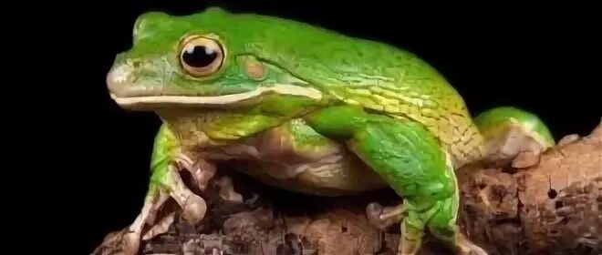 Жабы во сне к чему снятся женщине
