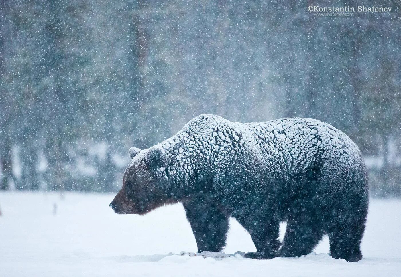 Медведь начало слова. Карельский медведь. Медведь в Карелии. Бурый медведь в Карелии.