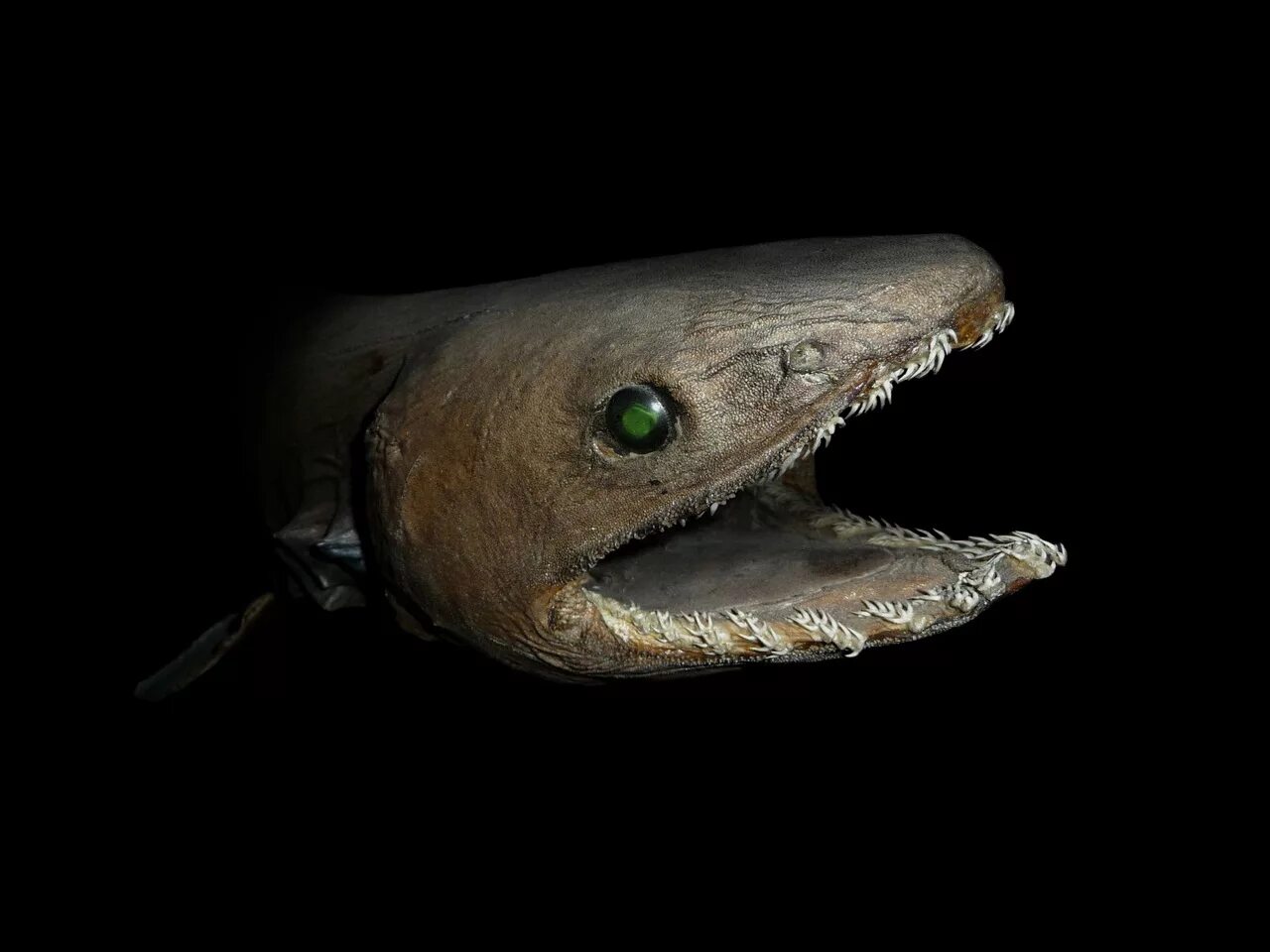 Глубоководная акула. Плащеносная акула Chlamydoselachus anguineus. Гофрированная акула (плащеносная). Акула Гоблин Марианская впадина.