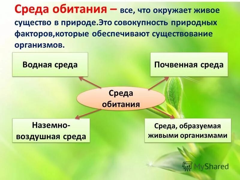 живое существо питается. животные живые существа организмы. акула белая, акула-людоед, кархародон. белая акула людоед кархародон 1975. тихоходки руссо.