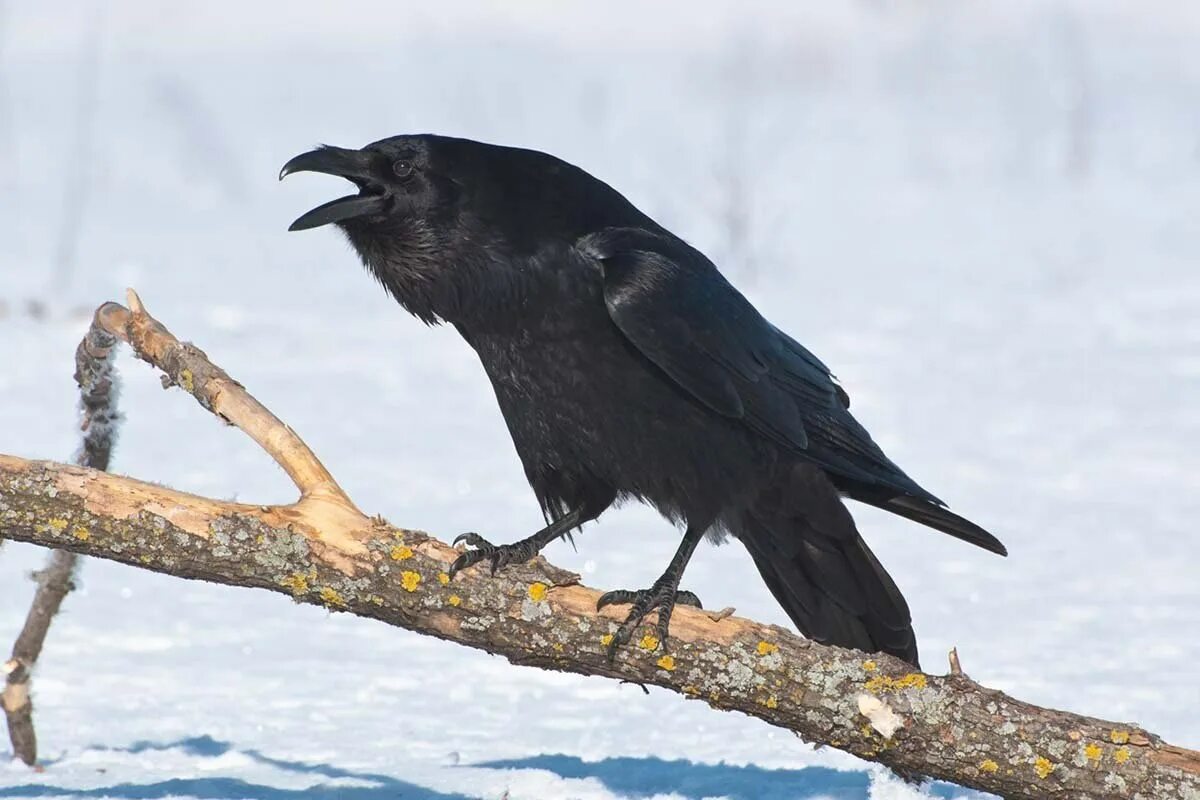 Корвус ворон. Отряд Воробьинообразные ворон. Corvus Corax птица. Грач каркает. Ворона сидит и каркает