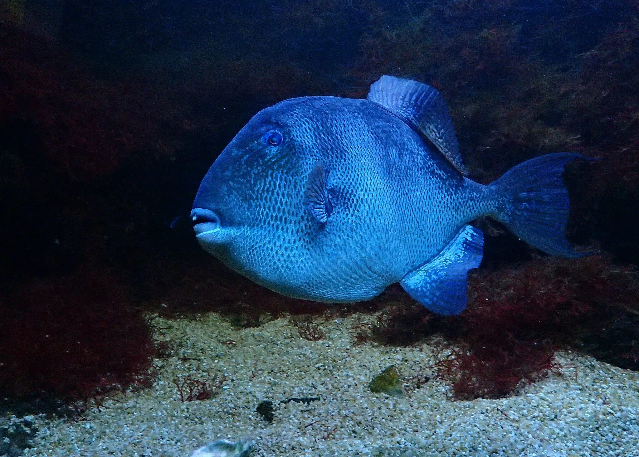Спинорог оранжевополосый. Спинорог пикассо рыба. Белохвостый спинорог. Рыба balistes capriscus. Серый спинорог.