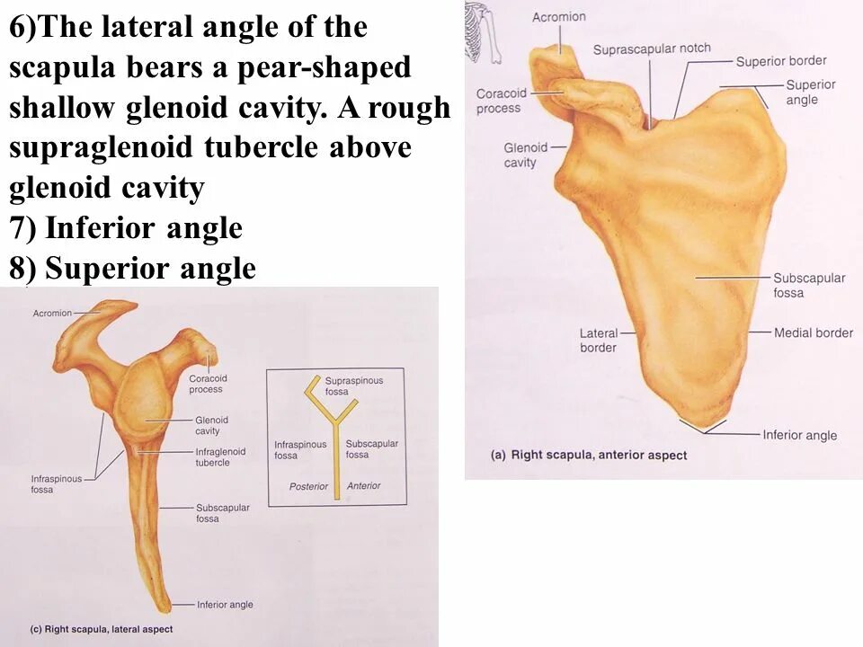 Scapula транскрипция. Scapula перевод. Клювовидный отросток лопатки анатомия. Акромион лопатки. Scapula ударение в латинском.