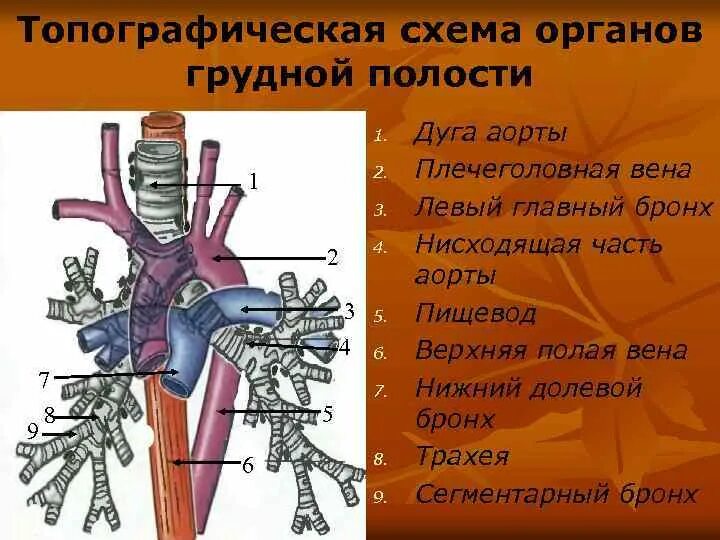 Трахея плечеголовной ствол. Трахея и бронхи строение дуга аорты. Плечеголовной ствол топография. Трахея в грудной полости.