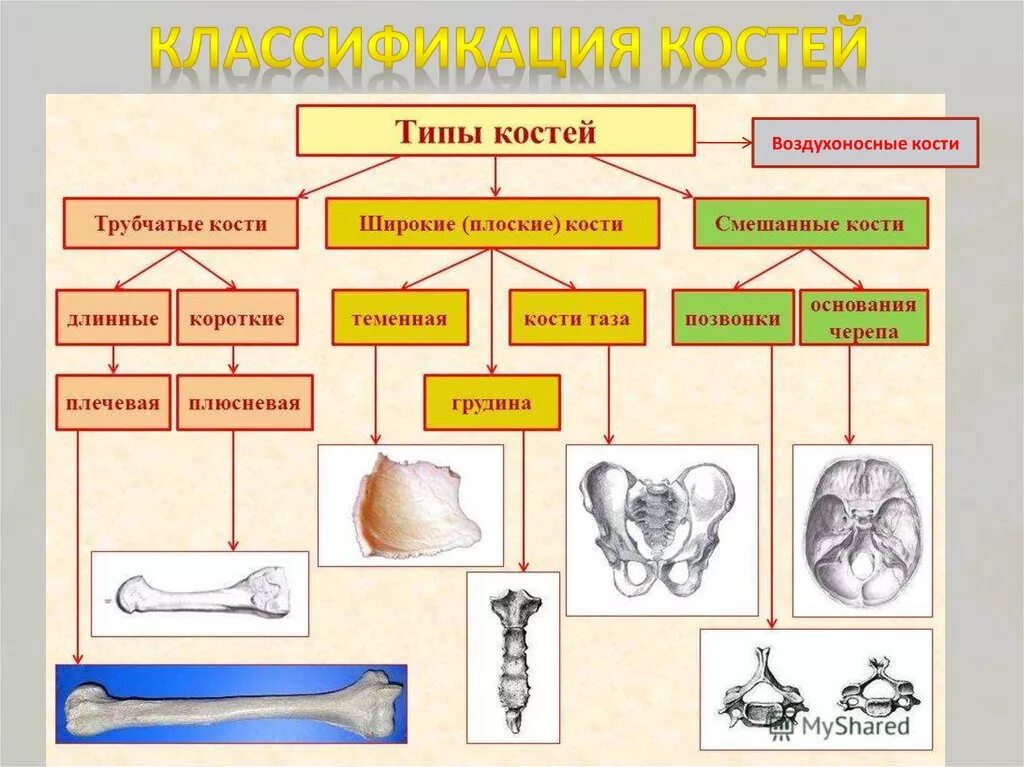 Типы соединения костей скелета человека. Кости скелета и их Тип соединения. Типы костей схема. Типы соединения костей схема.