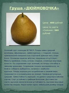 Груша дюймовочка