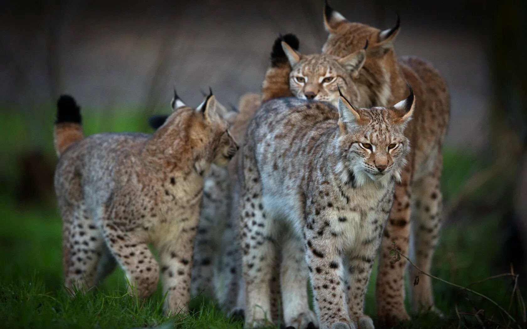 Мальчик и рысь. Рысь сибирская евроазиатская. обыкновенная рысь lynx lynx. рысь обыкновенная с рысятами. евроазиатская (обыкновенная) рысь.