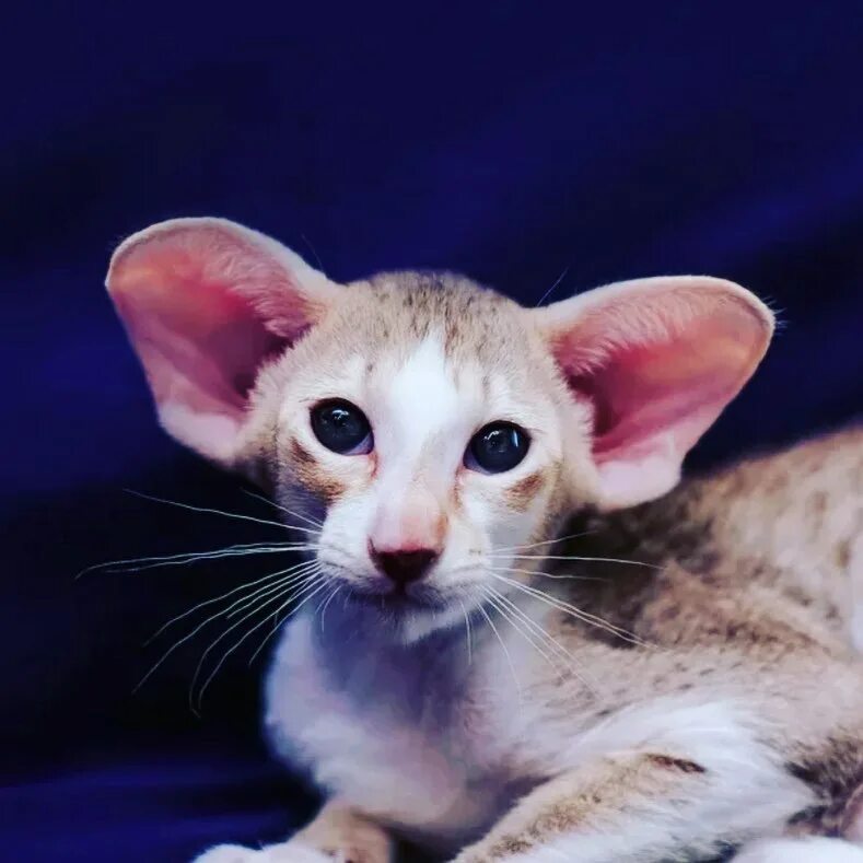 ушастый кот порода ориентал. сиамская кошка ориентал грузин. ориентальная кошка эльф. ориентальная кошка плюсы и минусы породы. петерболд ориентал.