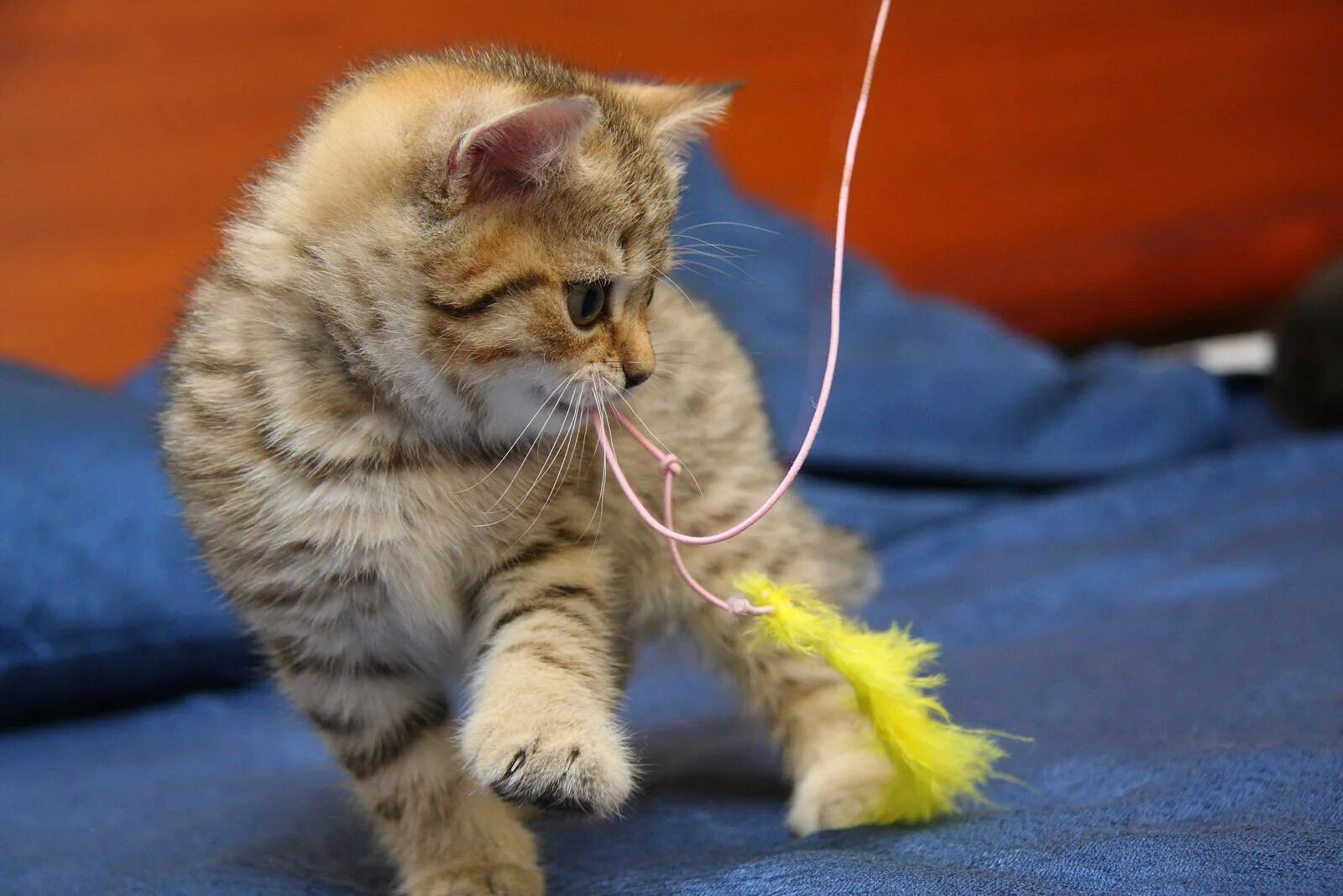 Как играть с котиком