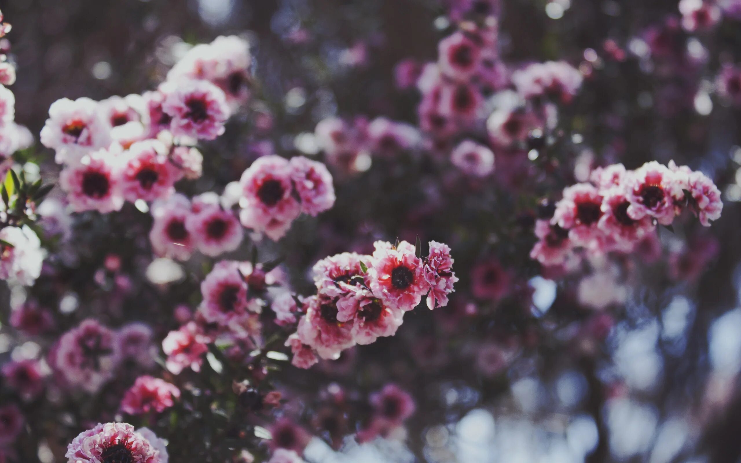 Лептоспермум autumn Glory. Дерево Манука цветы. Мелкие розовые цветочки. Маленькие цветы. Цветы 1024 600
