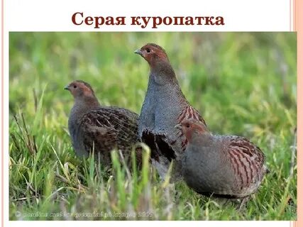 Куропатка где обитает