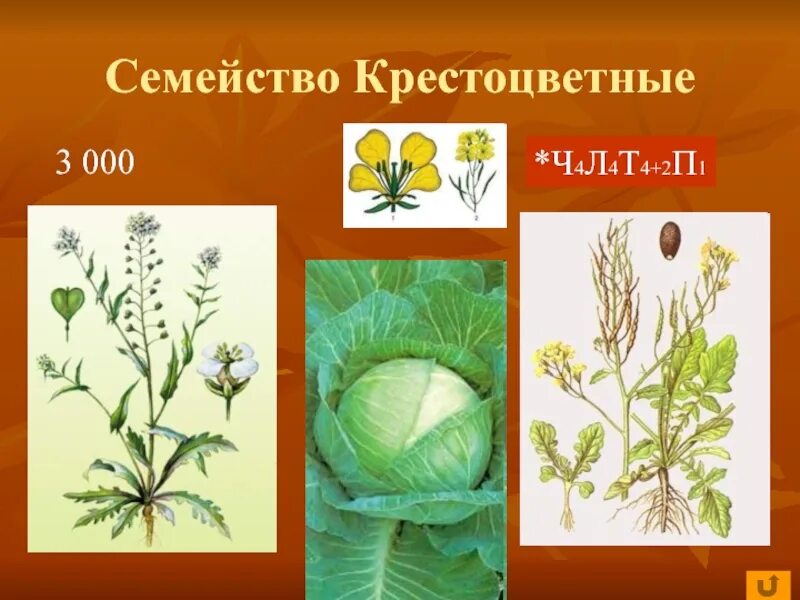 Семейство крестоцветные. Крестоцветные биология. Покрытосеменные растения крестоцветные. Биология семейство крестоцветные.