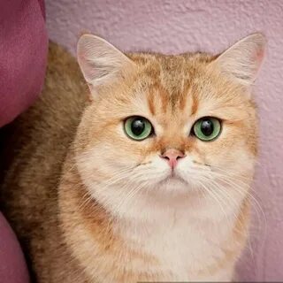 Кошка персик