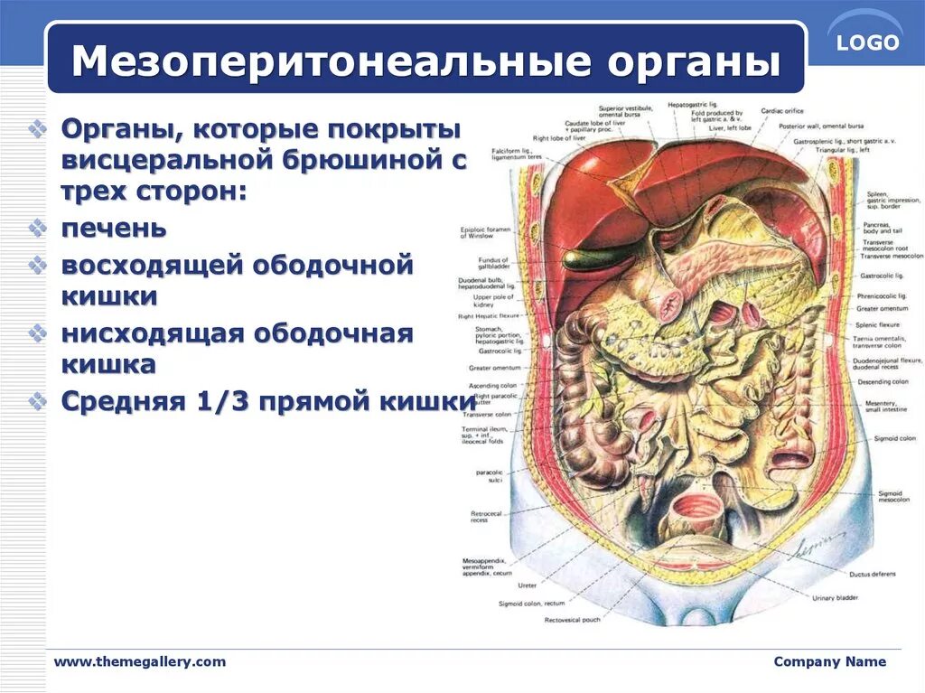 Брюшина анатомия человека. Мехоперитонеальные органы. Мезоперитонеально расположены органы. Мезоперитонеальные органы брюшной полости. Органы брюшной полости лечение