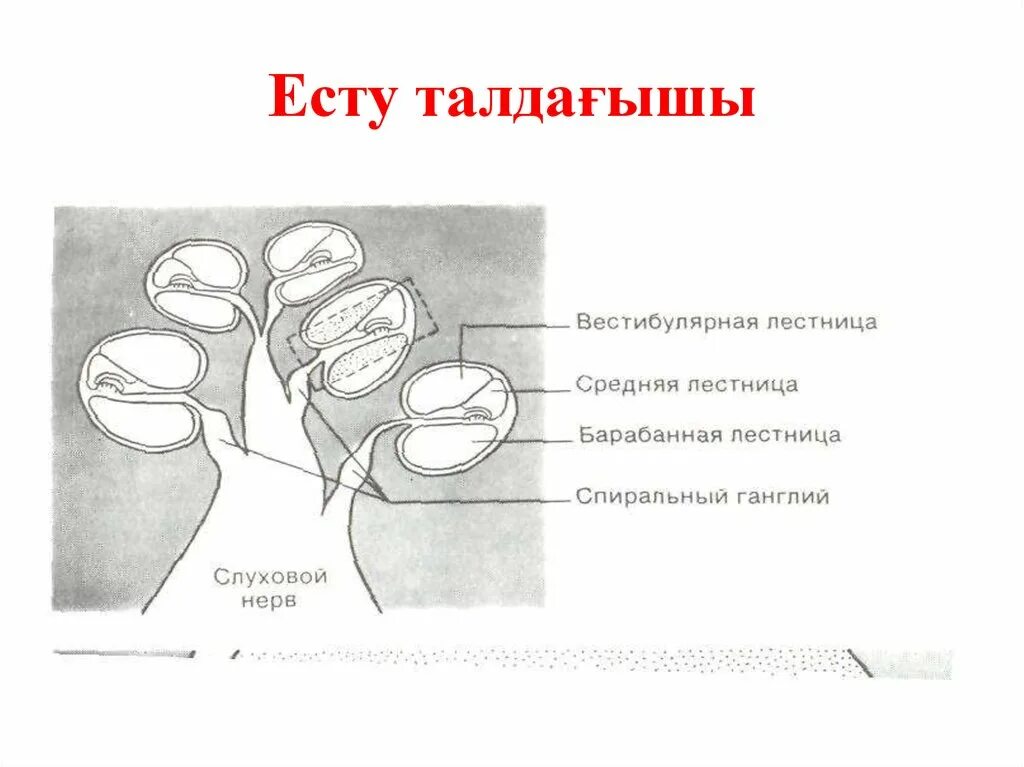 Есту места. Есту места