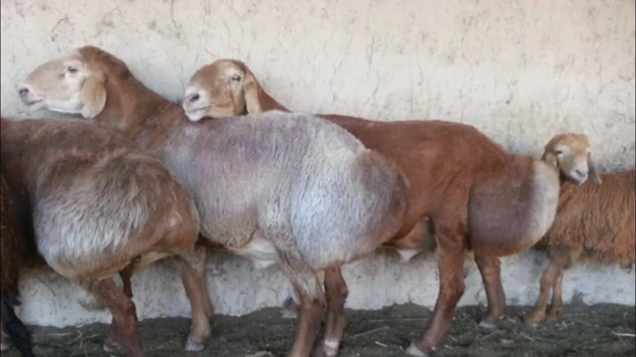 Бараны в крае купить. Афганский гиссарские порода овец. Таджикская гиссарская порода Баранов. Гиссарский кучкор. Афганская порода овец.