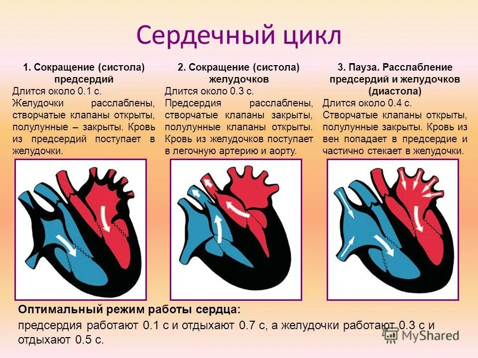 систола предсердий предсердий и желудочек. фаза сердечного цикла систола предсердий. систола предсердий створчатые клапаны. створчатые клапаны закрыты общее расслабление миокарда. при сокращении предсердий створчатые клапаны.