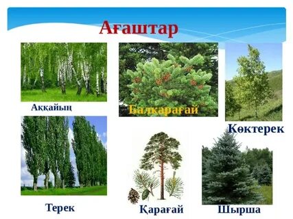 Артынан қыздардың порно суреттері