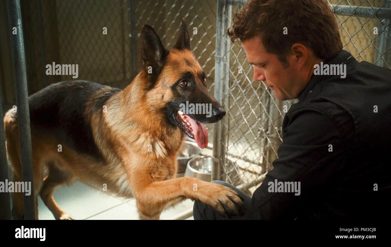 Против собак 4. Кошки против собак 2 месть китти галор. Кошки против собак месть китти галор. Кошки против собак дикс. Против собак 4.