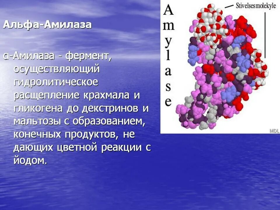 Ферменты секретируемые в кровь. Амилаза. Амилоза. Амилаза фермент. Альфа амилаза.