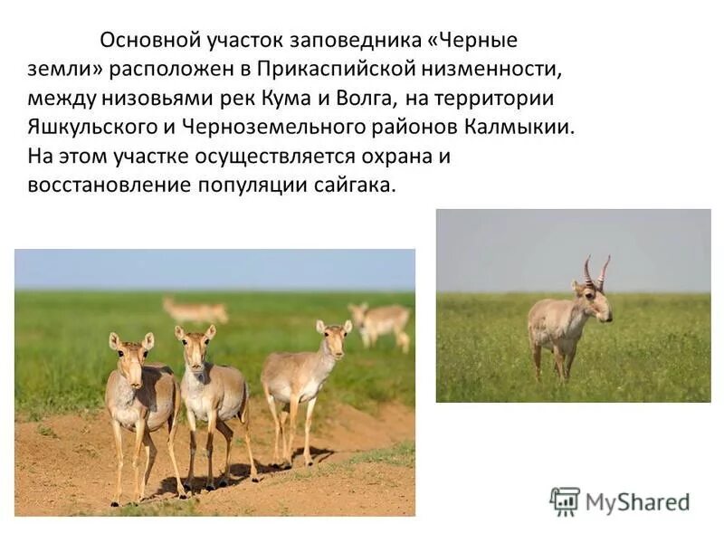 Калмыкия степь сайгаки. Чёрные земли заповедник животные калмыкии. Одинокий тополь в калмыкии 2022. Заповедник черные земли сообщение 4 класс. Одинокий тополь элиста.