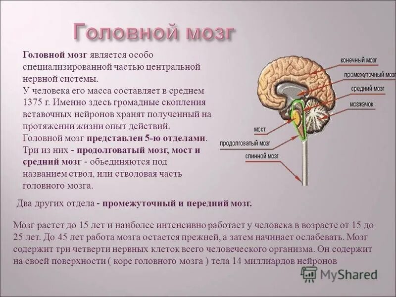 Интересное о мозге человека