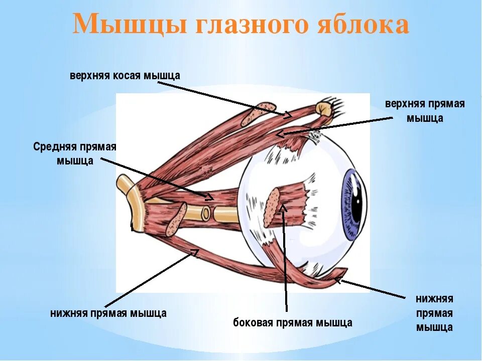 Ресничная мышца глаза функции. Мышцы глаза анатомия на латыни. Мышцы глаза анатомия иннервация. Строение зрительного анализатора глазное яблоко. .Наружные мышцы глазного яблока, топография, иннервация.