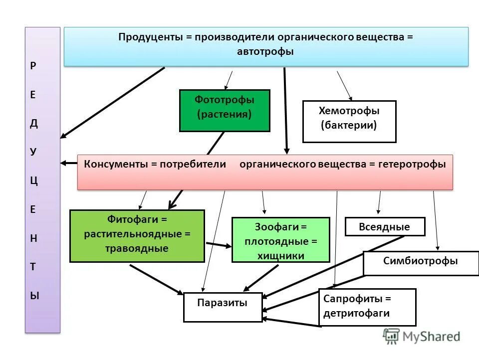 Производители органического вещества в сообществе