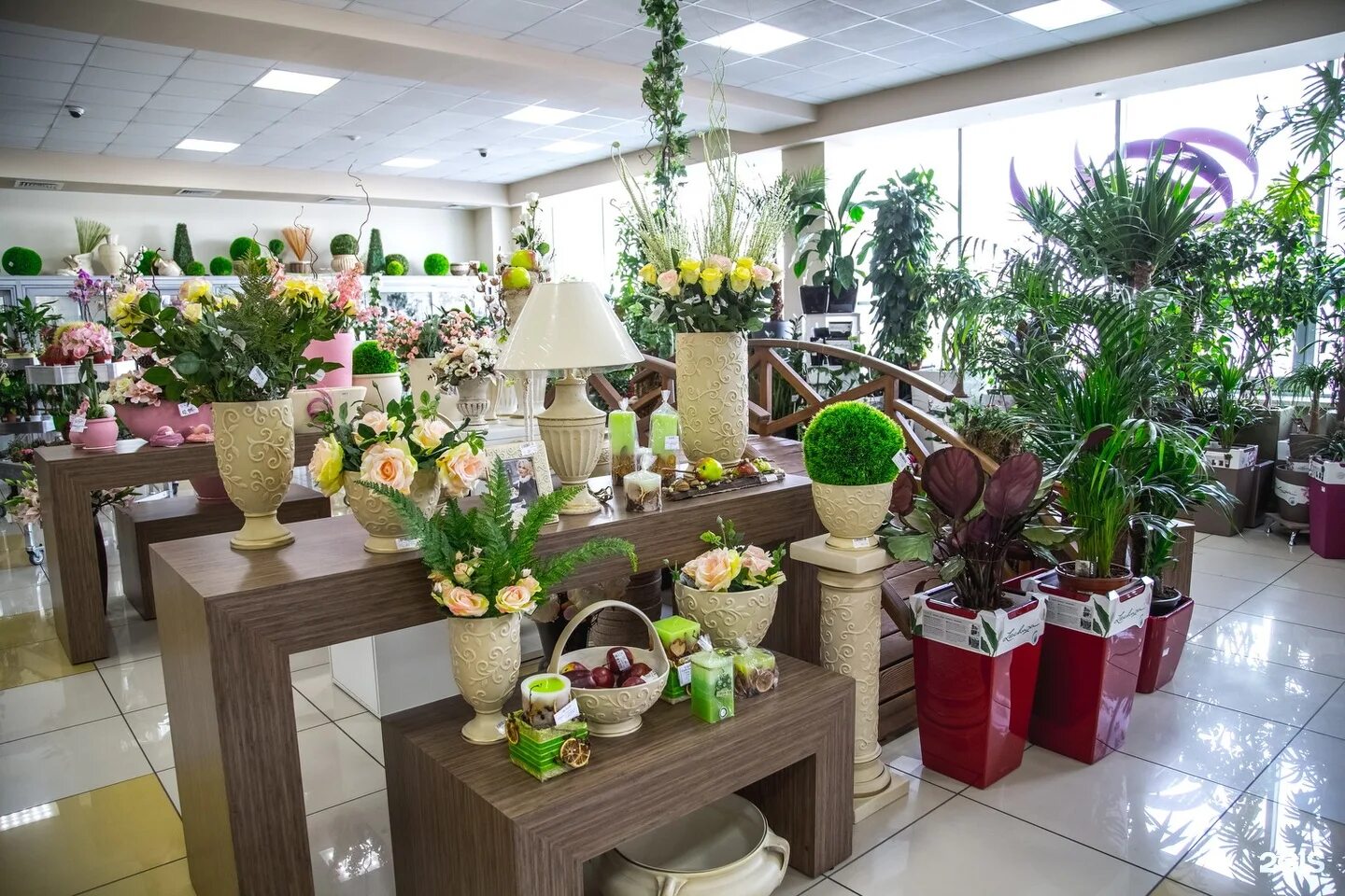 цветторг тольятти. растения тольятти. цветторг самара. магазин цветторг, тольятти. магазин домашних цветов.