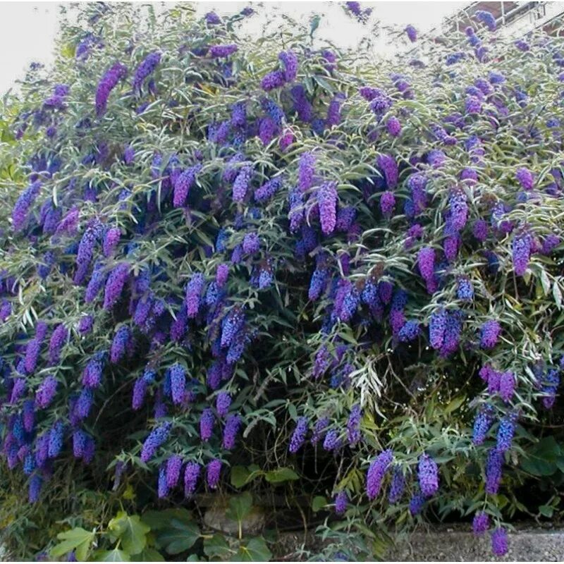 Куст с лиловыми цветками. Буддлея давида нано блю. буддлея давида эмпайр блю. буддлея эмпайр блю. кустарник давида будлея.