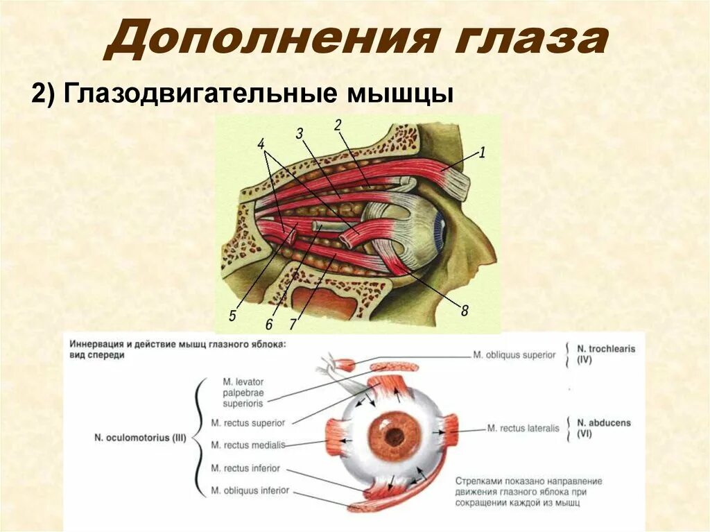 Глазодвигательный аппарат глаза иннервация. Мышцы глазного яблока анатомия иннервация функции. Анатомия глазодвигательных мышц глаза. Глазодвигательные мышцы глаза иннервация. Места крепления глазодвигательных мышц